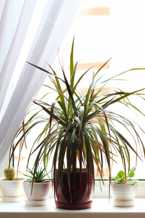 Dracena