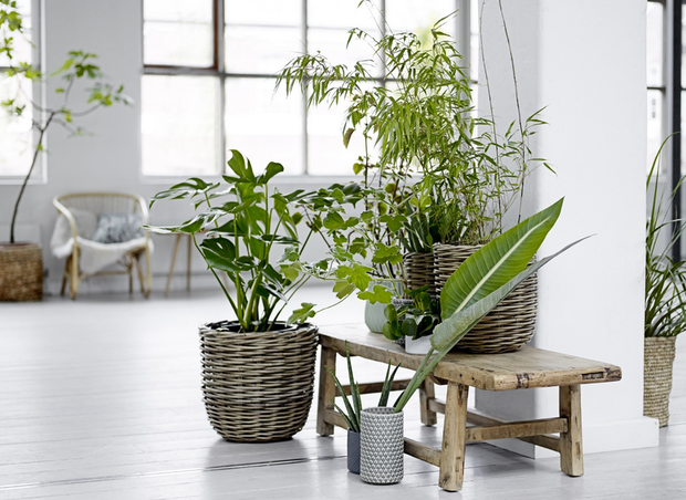 Wiklina - trendy lato 2015