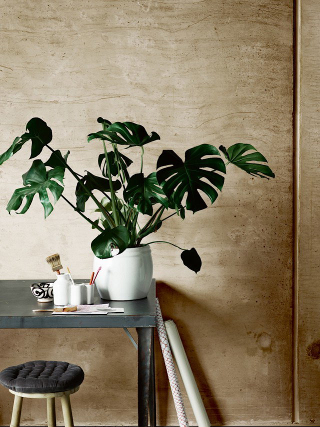 Monstera