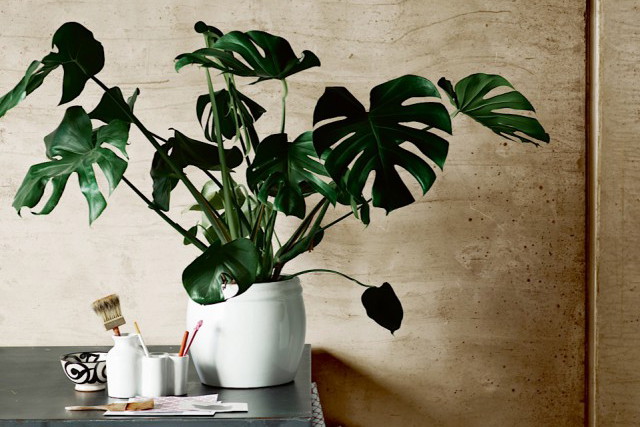 Monstera