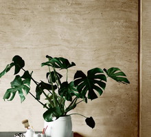 Monstera