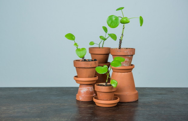 Pilea - Pieniążek