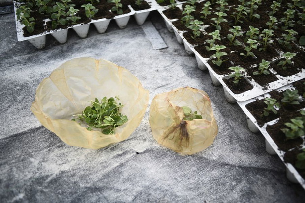 scoby-wynalazek-rozy-rutkowskiej-alternatywa-dla-plastiku5-2258e8c