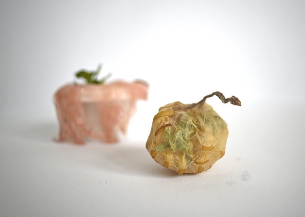 scoby-wynalazek-rozy-rutkowskiej-alternatywa-dla-plastiku3-5907518