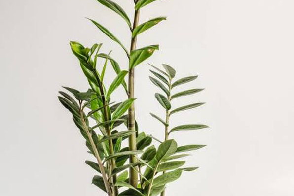 Zamiokulkas (Zamioculcas) zamiolistny