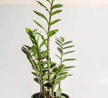 Zamiokulkas (Zamioculcas) zamiolistny