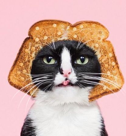 Princess Cheeto - kotka księżniczka podbija Instagram