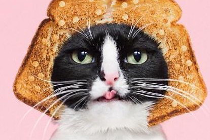 Princess Cheeto - kotka księżniczka podbija Instagram