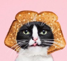 Princess Cheeto - kotka księżniczka podbija Instagram