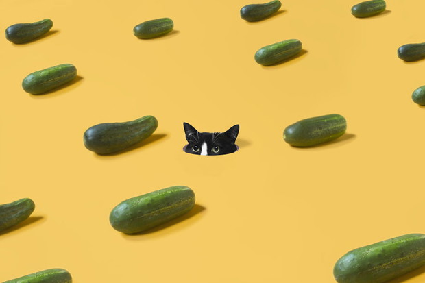 Princess Cheeto - kotka księżniczka podbija Instagram