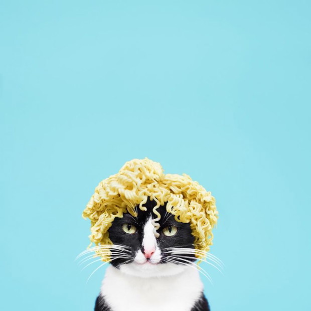 Princess Cheeto - kotka księżniczka podbija Instagram