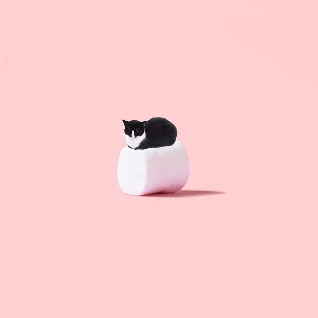 Princess Cheeto - kotka księżniczka podbija Instagram
