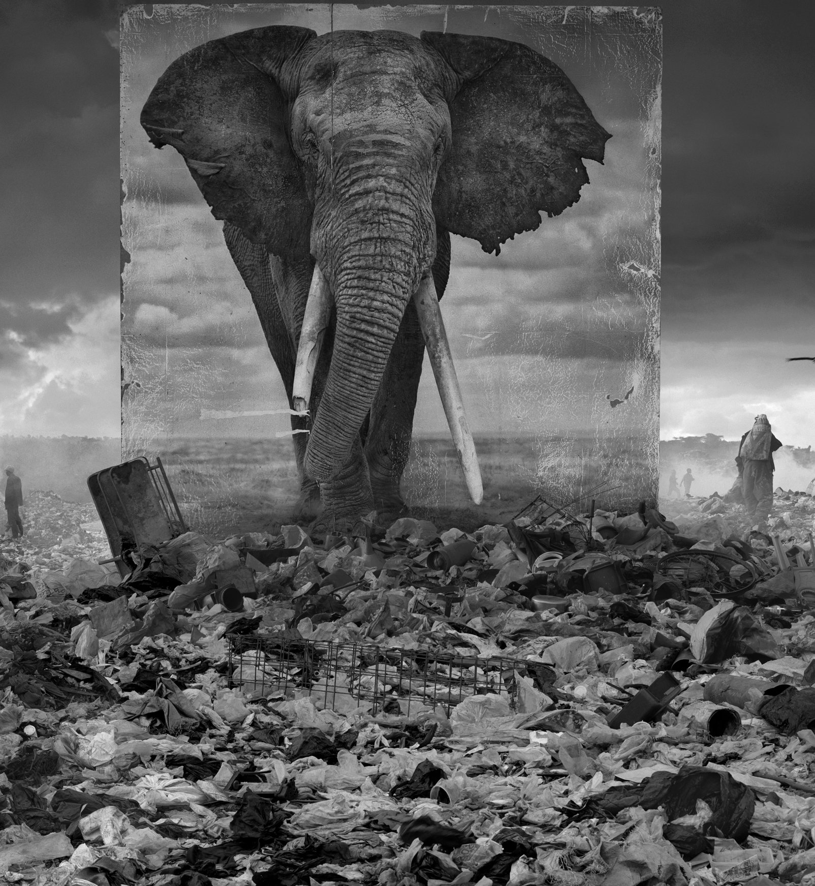 Poruszające zdjęcia ginących gatunków zwierząt autorstwa Nicka Brandta,  fot. Nick Brandt
