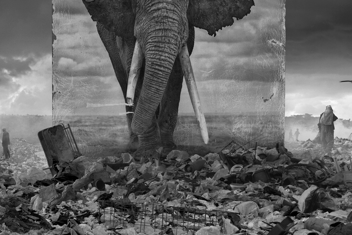 Poruszające zdjęcia ginących gatunków zwierząt autorstwa Nicka Brandta, fot. Nick Brandt