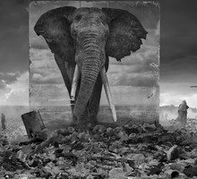 Poruszające zdjęcia ginących gatunków zwierząt autorstwa Nicka Brandta, fot. Nick Brandt