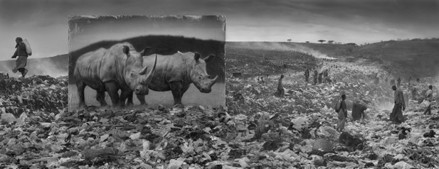 Poruszające zdjęcia ginących gatunków zwierząt autorstwa Nicka Brandta, fot. Nick Brandt