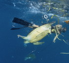 Zanieczyszczenie oceanów