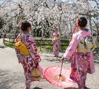 Hanami 2019