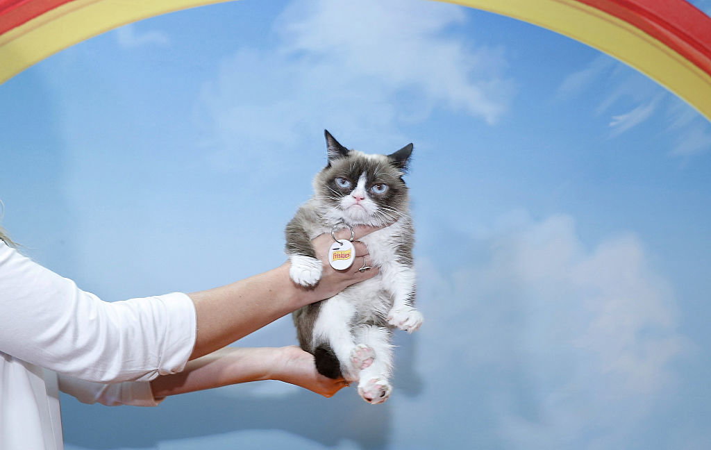 Grumpy Cat