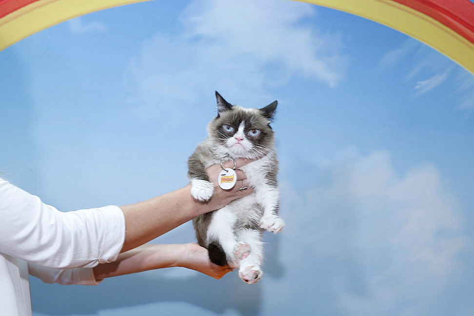 Grumpy Cat
