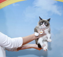 Grumpy Cat