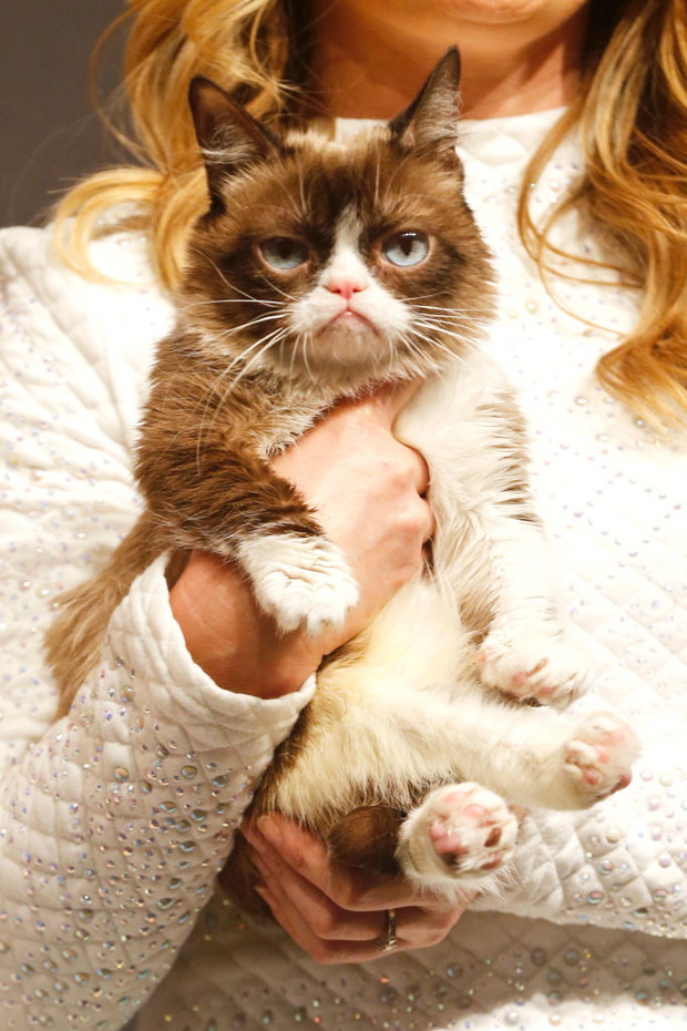Grumpy Cat