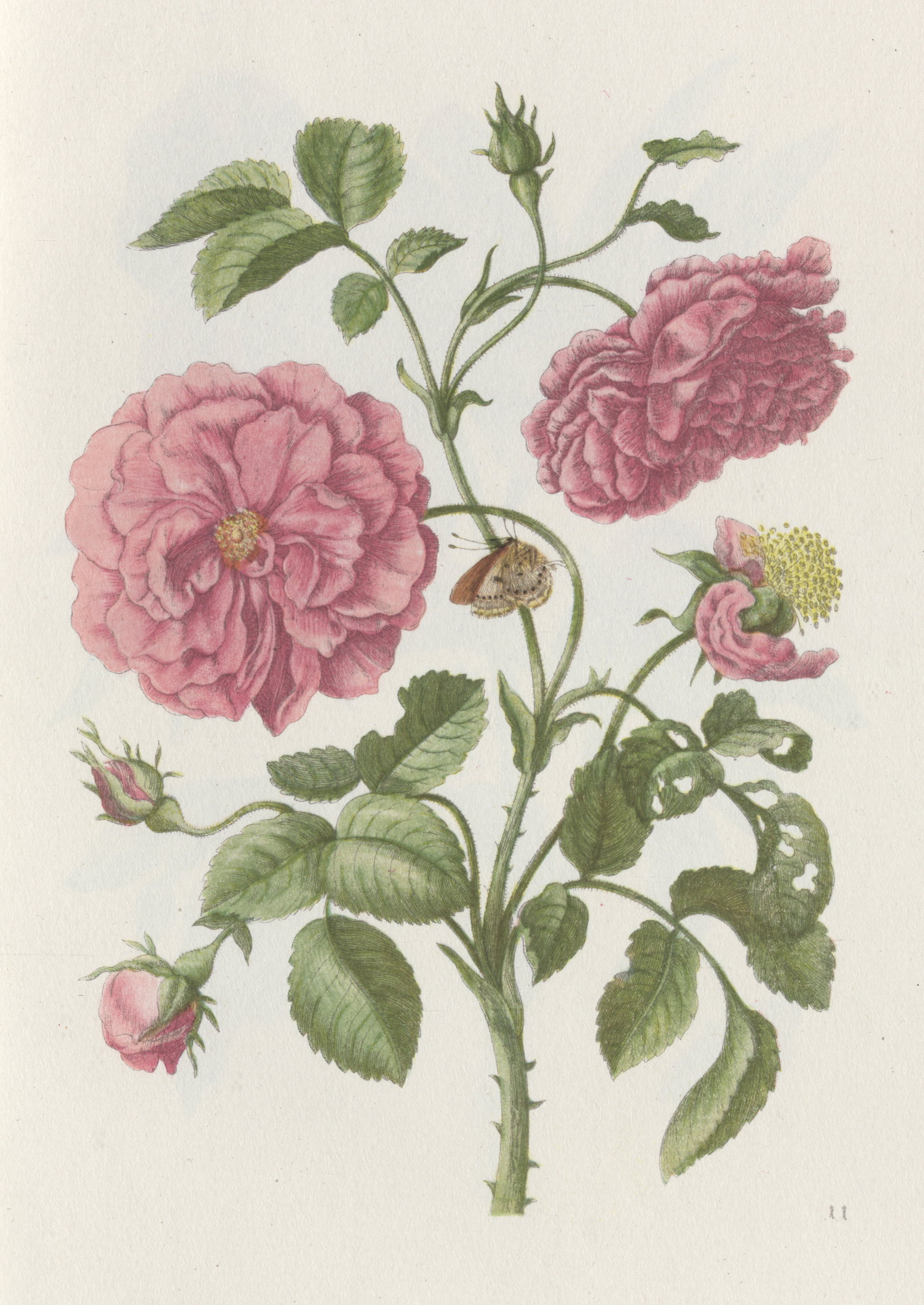 M. S. Merian (1647-1717) Neue Blumenbuch […]Norymberga 1675-1680, reprint miedziorytu kolorowanego, WBP. im. Marszałka Józefa Piłsudskiego w Łodzi