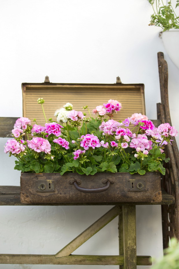 Pelargonie - kwiaty nie tylko na balkon