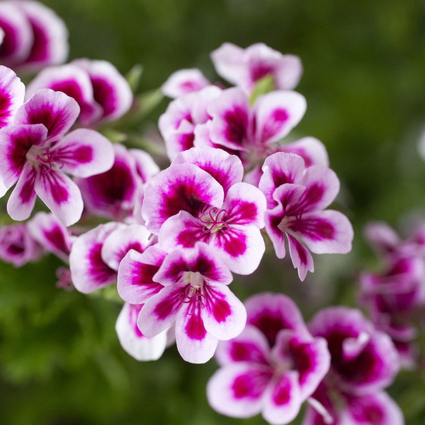 Pelargonie - kwiaty nie tylko na balkon