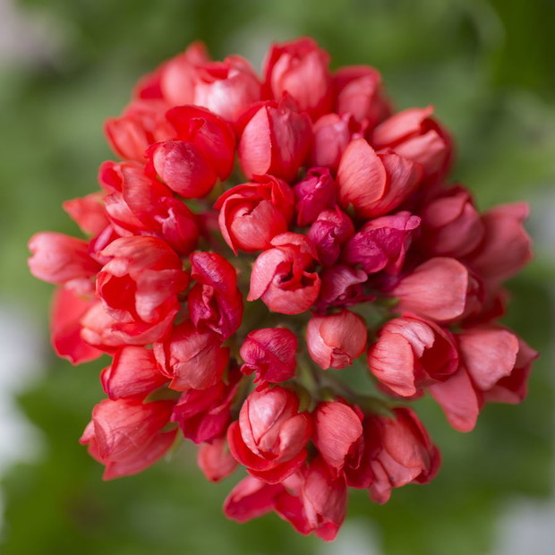 Pelargonie - kwiaty nie tylko na balkon