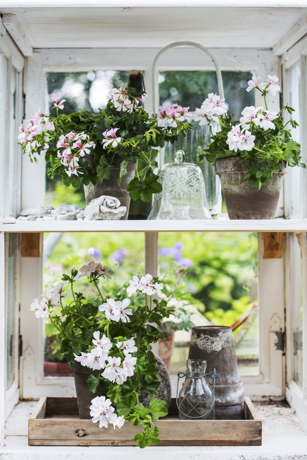 Pelargonie - kwiaty nie tylko na balkon