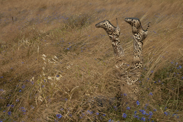 maurycy-gomulicki-zdjecie-z-seri-wild-life-kazimiero-w-2013-rok-681aa5f