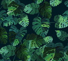 MONSTERA DELICIOSA, Katarzyna Typek Art, ilustracja inspirowana tropikami, Pakamera, 39 zł