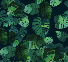MONSTERA DELICIOSA, Katarzyna Typek Art, ilustracja inspirowana tropikami, Pakamera, 39 zł