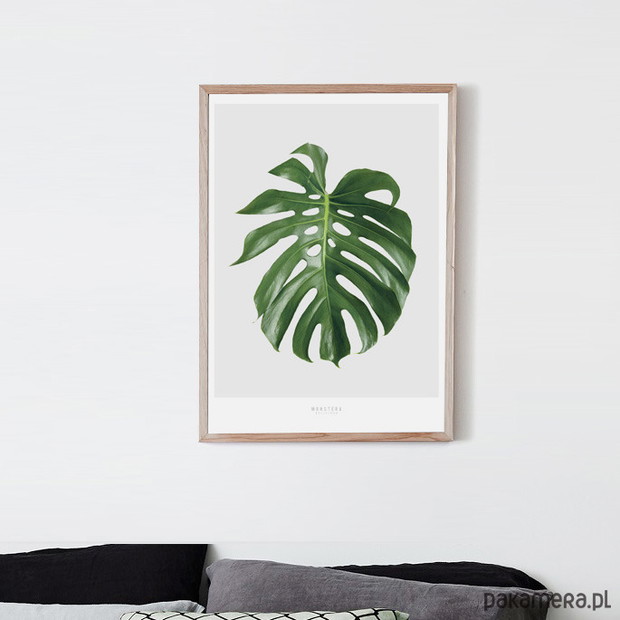 PLAKAT - MONSTERA 50X70, LEMONDUCKY W PAKAMERA.PL, 89 zł