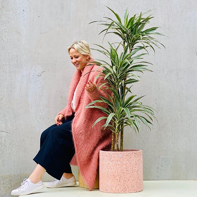 Dracena