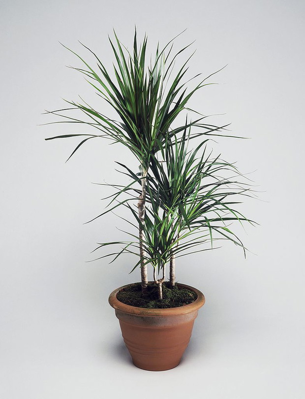 Dracena