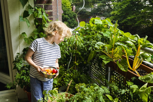 Boy with blond hair looking at plant while holding bowl of tomatoes in balcony