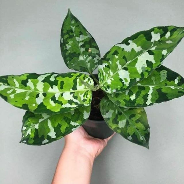 Aglaonema Tricolor