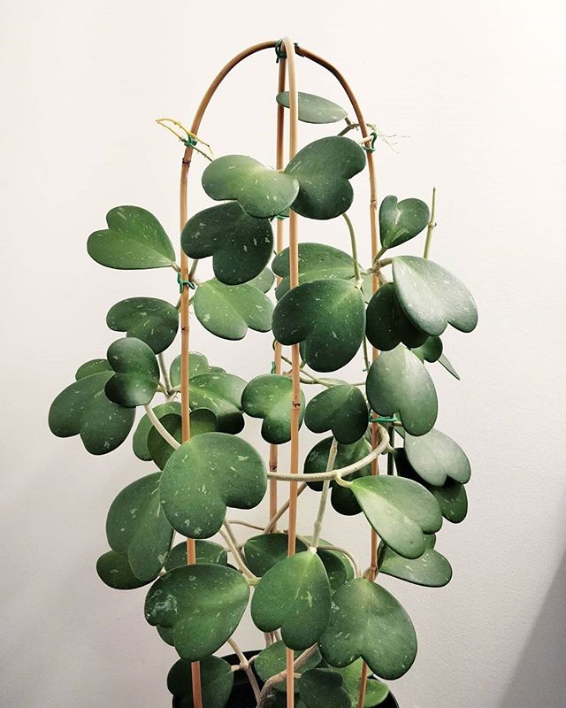 Hoja kerri