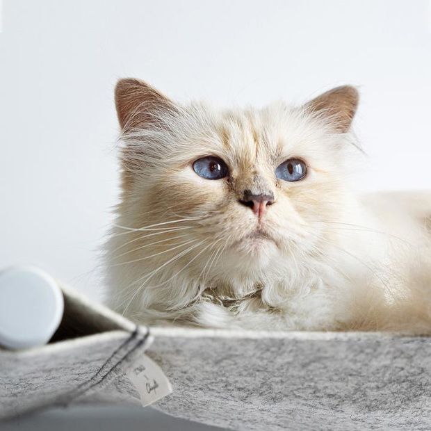 lucybalu-x-choupette3-56e0929