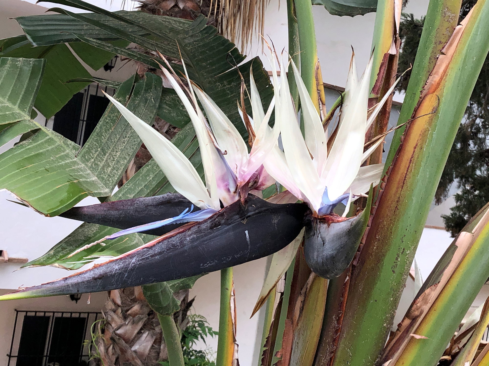 Strelitzia nicolai - sterlicja biała