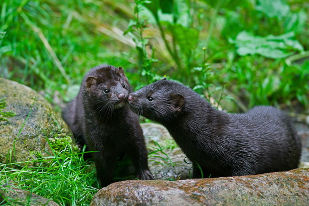 Two American minks (Neovison vison / Mustela vison), mustelid native to North America meeting on river bank