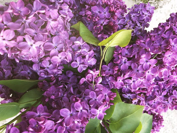 Springtime coming. Lilac Flowers Backgrounds