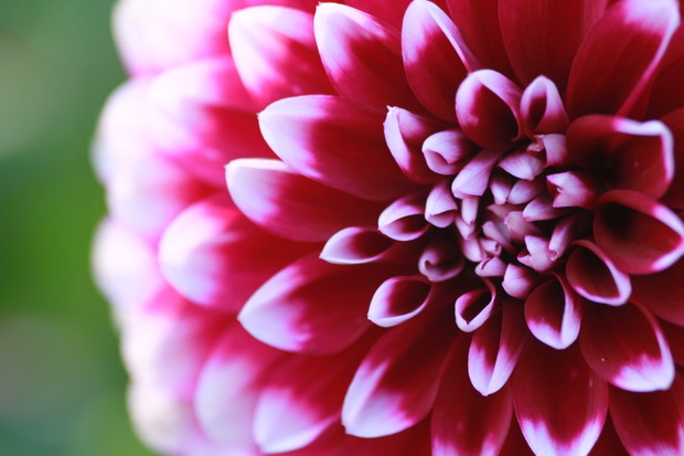 Dalia