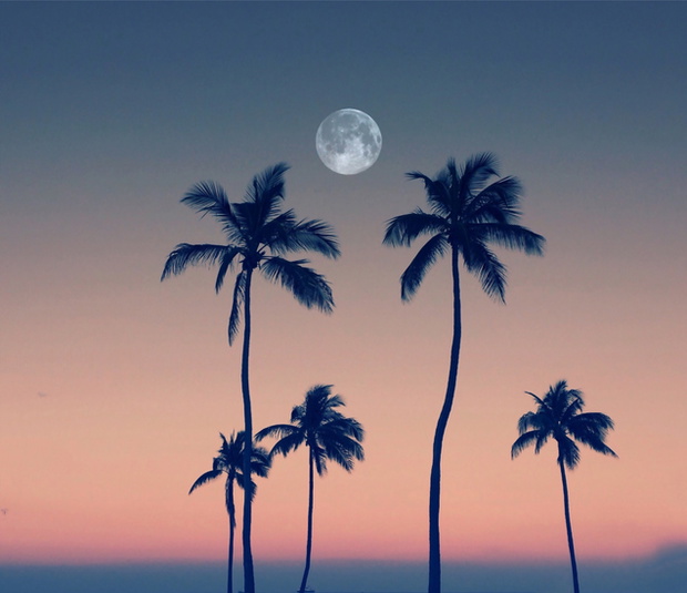 Silhouette Coconut Palm Trees Against Full Moon In Orange Sky