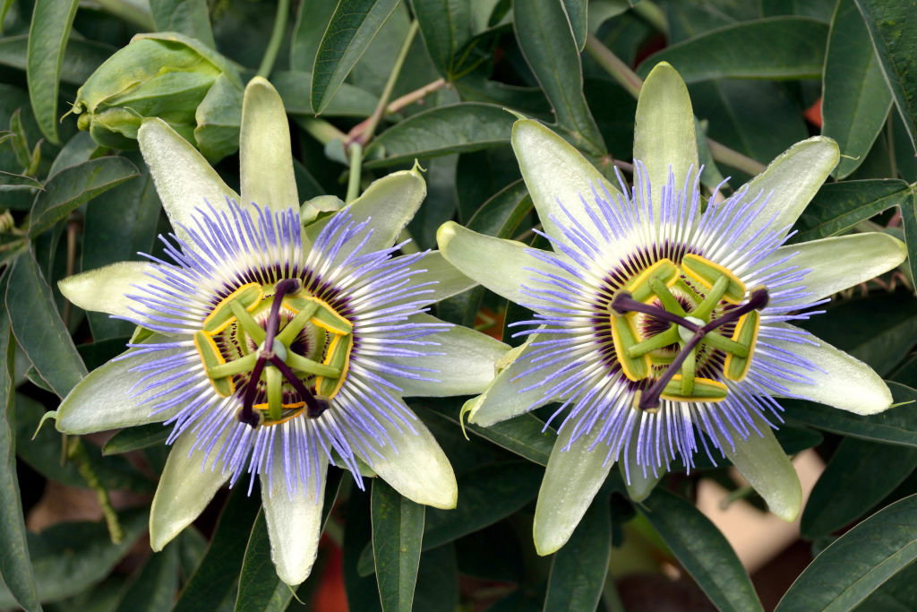 Męczennica błękitna (Passiflora caerulea)