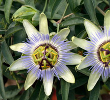 Męczennica błękitna (Passiflora caerulea)