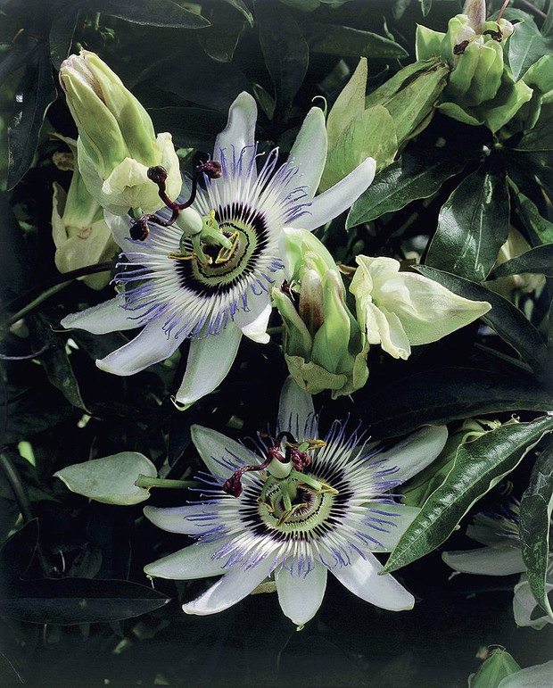 Męczennica błękitna (Passiflora caerulea)