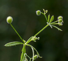 Przytulia czepna